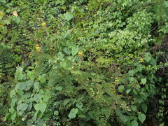 Hultholia mimosoides