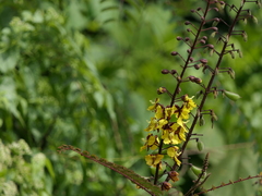 Hultholia mimosoides