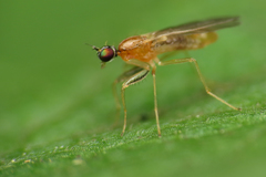 Phyllodromia melanocephala