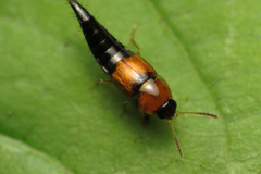 Tachyporus dispar