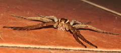 Nilus