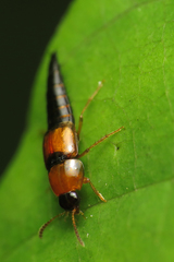 Tachyporus dispar