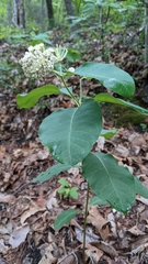 Asclepias variegata