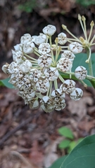 Asclepias variegata