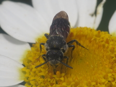 Dioxys cinctus
