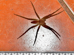 Nilus