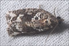 Thrincophora signigerana