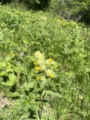 Rhinanthus alectorolophus