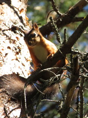 Sciurus vulgaris