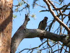 Dendrocopos major