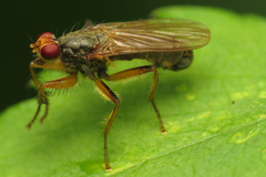 Norellisoma armipes