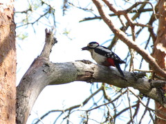Dendrocopos major