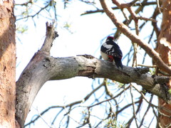 Dendrocopos major
