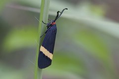 Pidorus