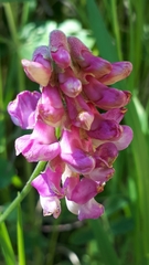 Lathyrus venosus