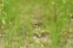 Tramea transmarina euryale