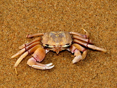 Ocypode ryderi