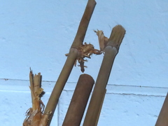 Gehyra mutilata