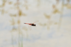 Tramea transmarina euryale