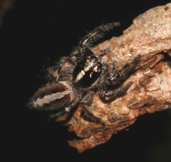 Sandalodes bipenicillatus