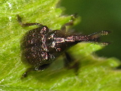 Aspidobyctiscus lacunipennis