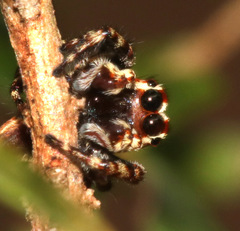 Paraphilaeus daemeli