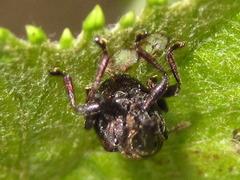 Aspidobyctiscus lacunipennis