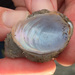 Sea Bottle Clam - Photo (c) Robin Gwen Agarwal, some rights reserved (CC BY-NC), uploaded by Robin Gwen Agarwal