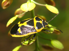 Eurydema gebleri