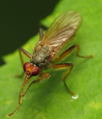 Norellisoma armipes