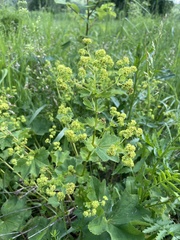 Alchemilla leiophylla