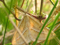 Chariaspilates formosaria