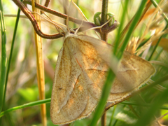 Chariaspilates formosaria