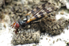 Ceroxys urticae