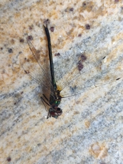 Hemicordulia asiatica