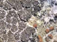 Placynthium asperellum