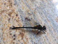 Hemicordulia asiatica