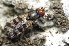 Ceroxys urticae