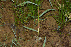 Anax guttatus