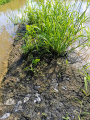 Ceroxys urticae