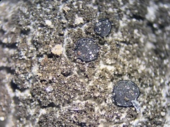 Placynthium asperellum