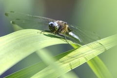 Libellula fulva