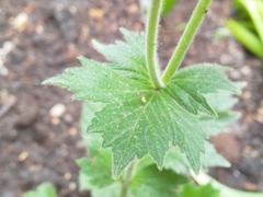 Geum coccineum