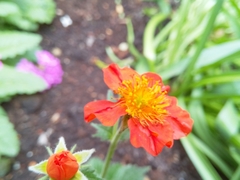 Geum coccineum