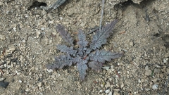 Eulobus californicus