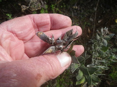 Xiphotheca lanceolata