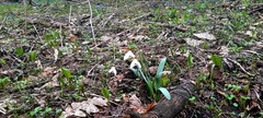 Galanthus alpinus