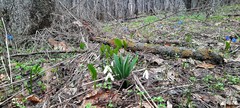 Galanthus alpinus