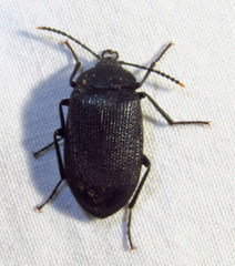 Penthe pimelia