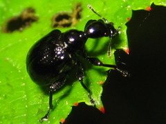 Compsapoderus erythropterus